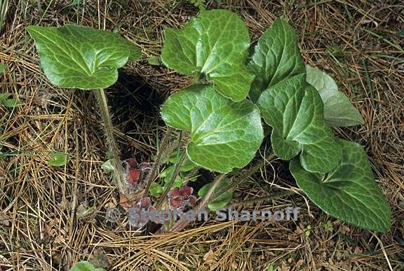 asarum hartwegii 1 graphic